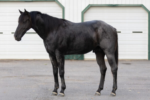 7 yr old blue roan stud