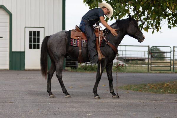 7 yr old blue roan stud