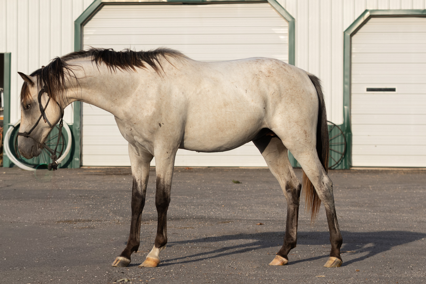 Grade buckskin 2 yr old stud