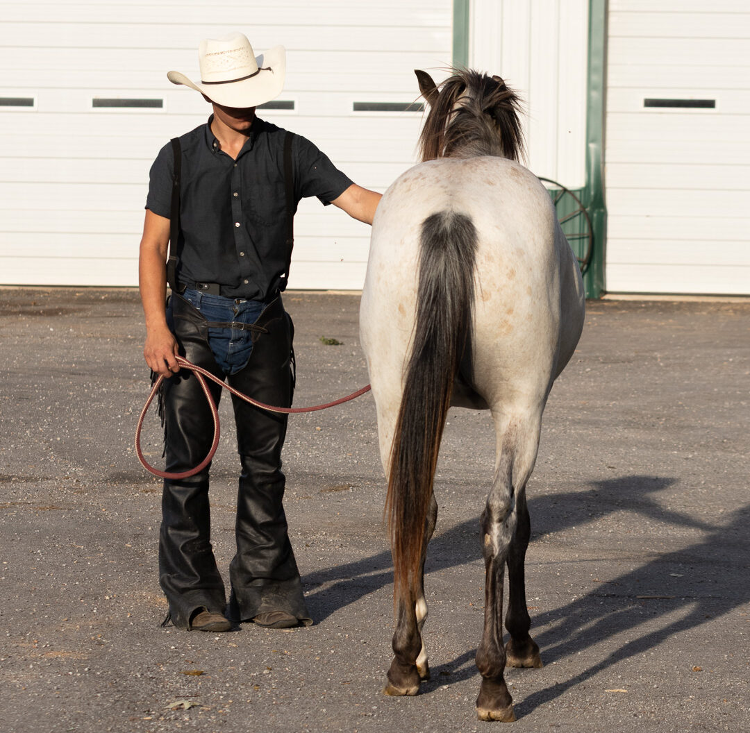 Grade buckskin 2 yr old stud