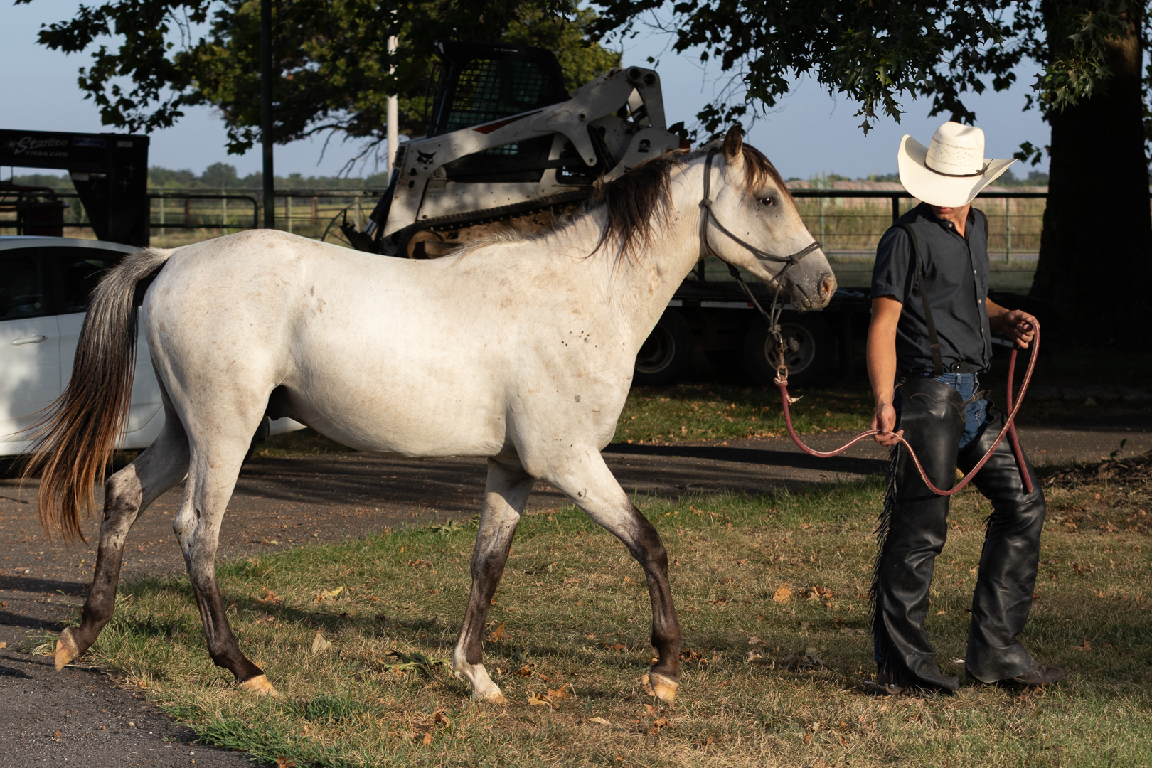 Grade buckskin 2 yr old stud