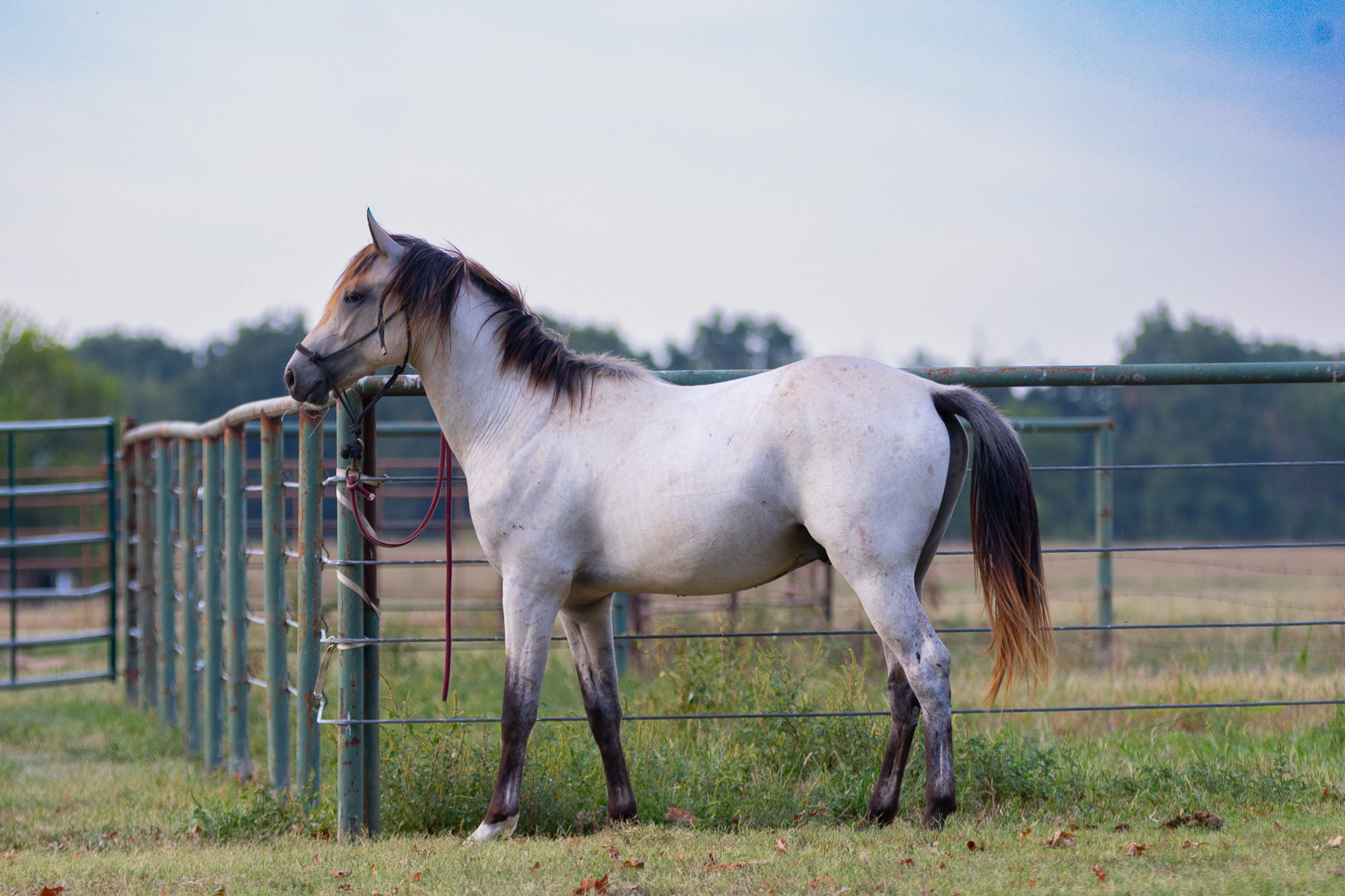 Grade buckskin 2 yr old stud
