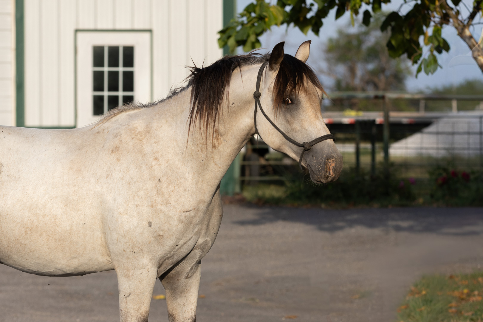 Grade buckskin 2 yr old stud