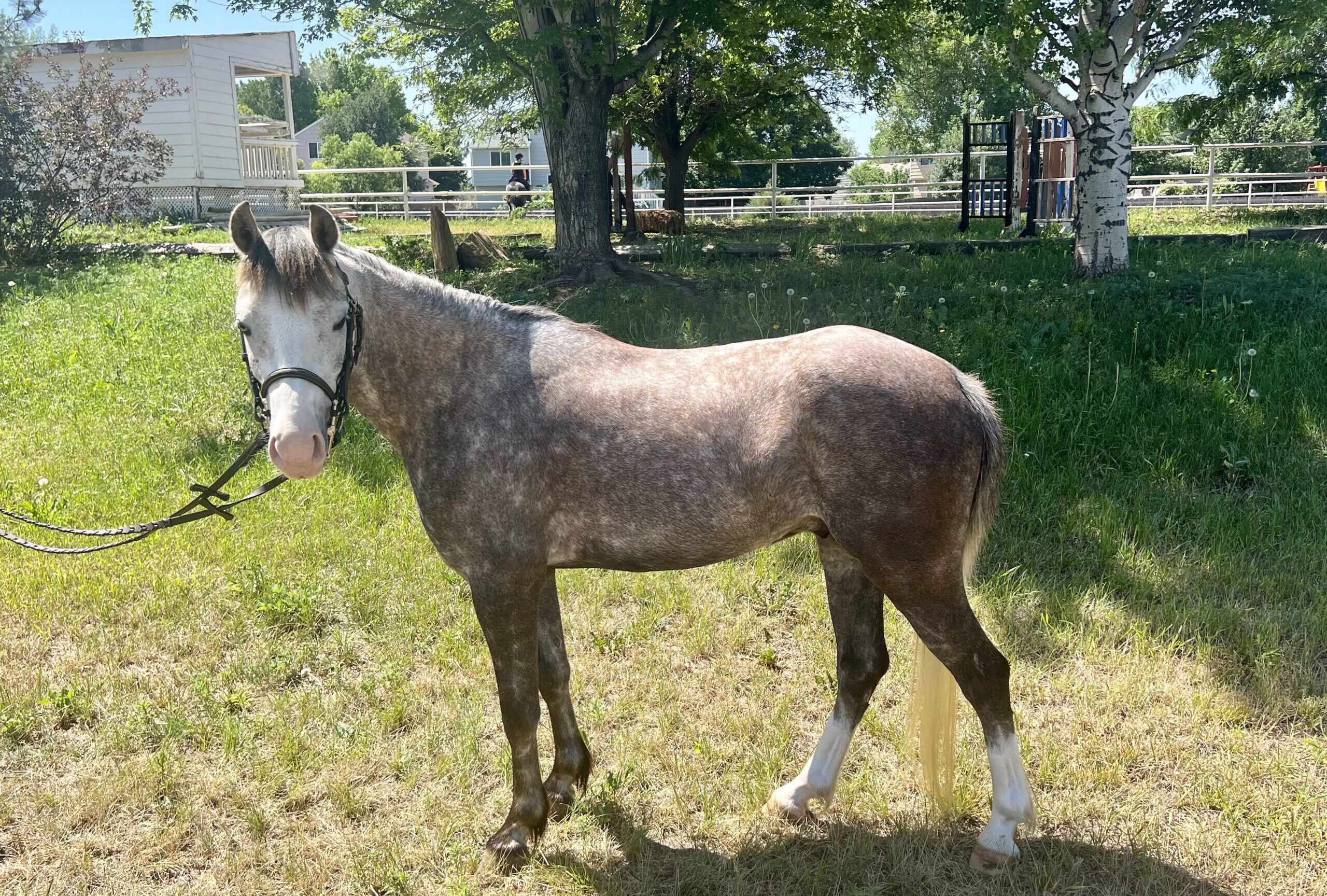 Registered Welsh dappled grey pony