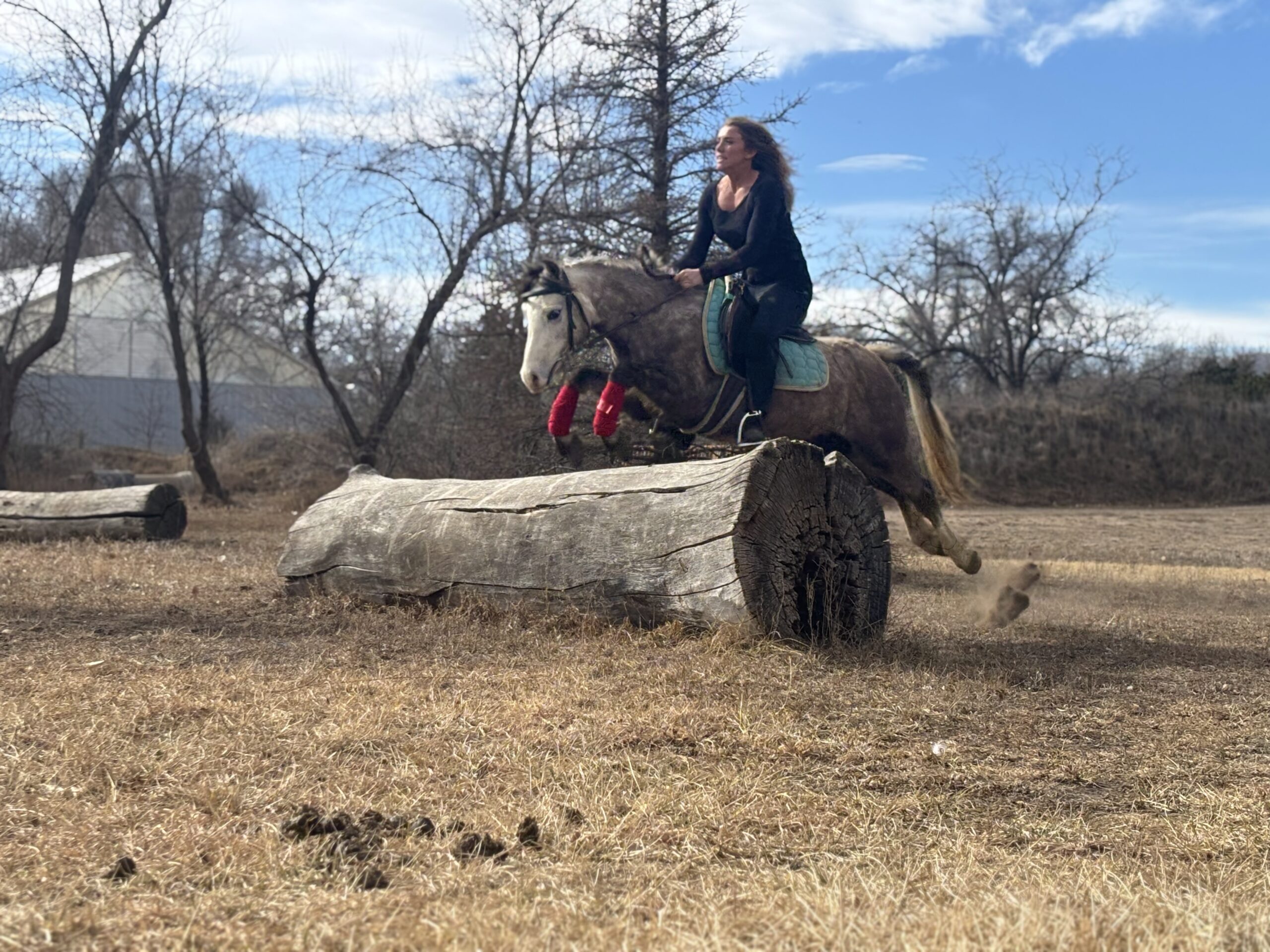 Registered Welsh dappled grey pony