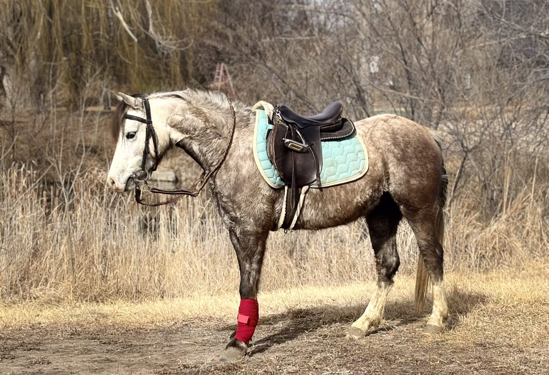 Registered Welsh dappled grey pony