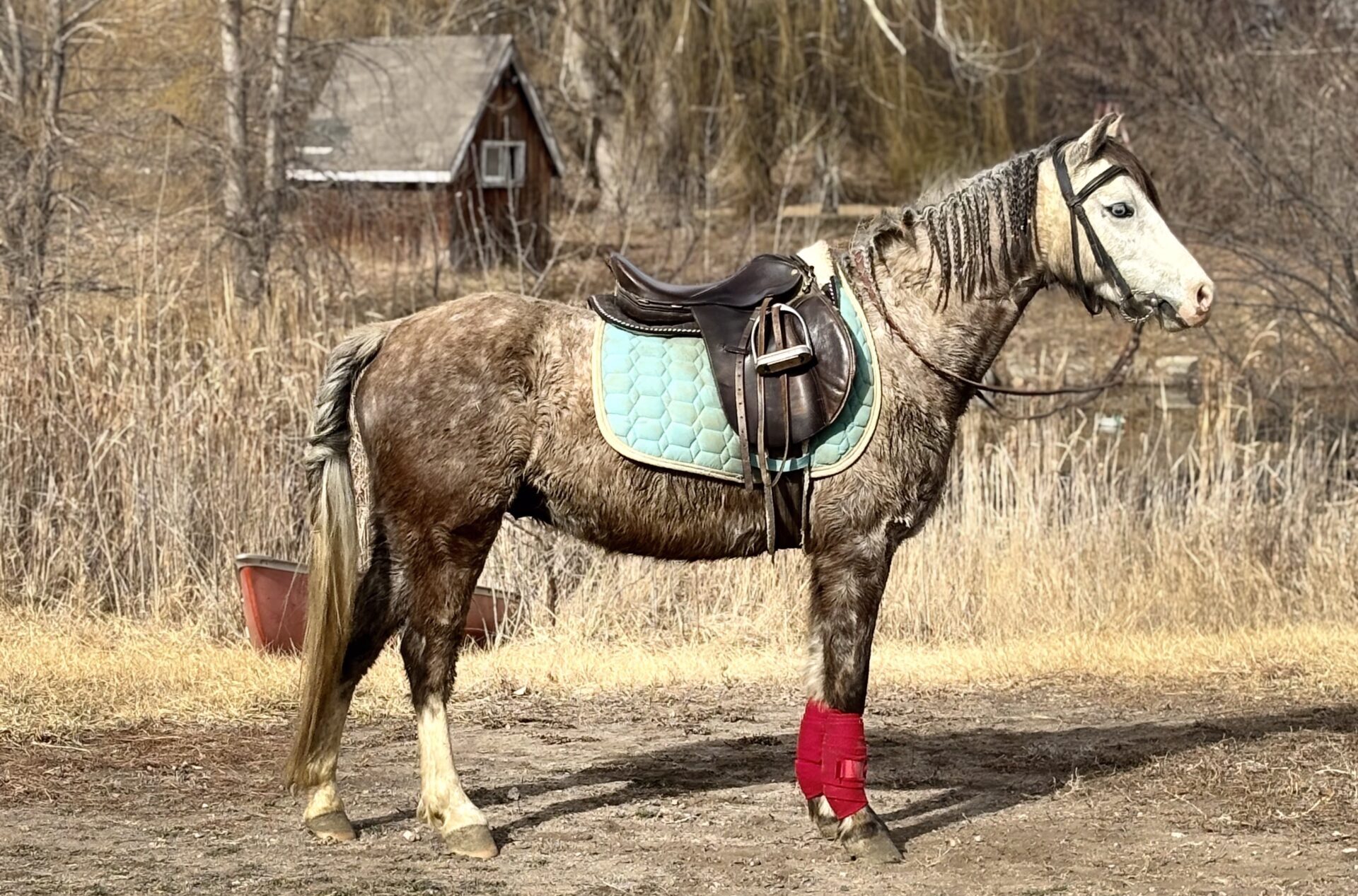 Registered Welsh dappled grey pony