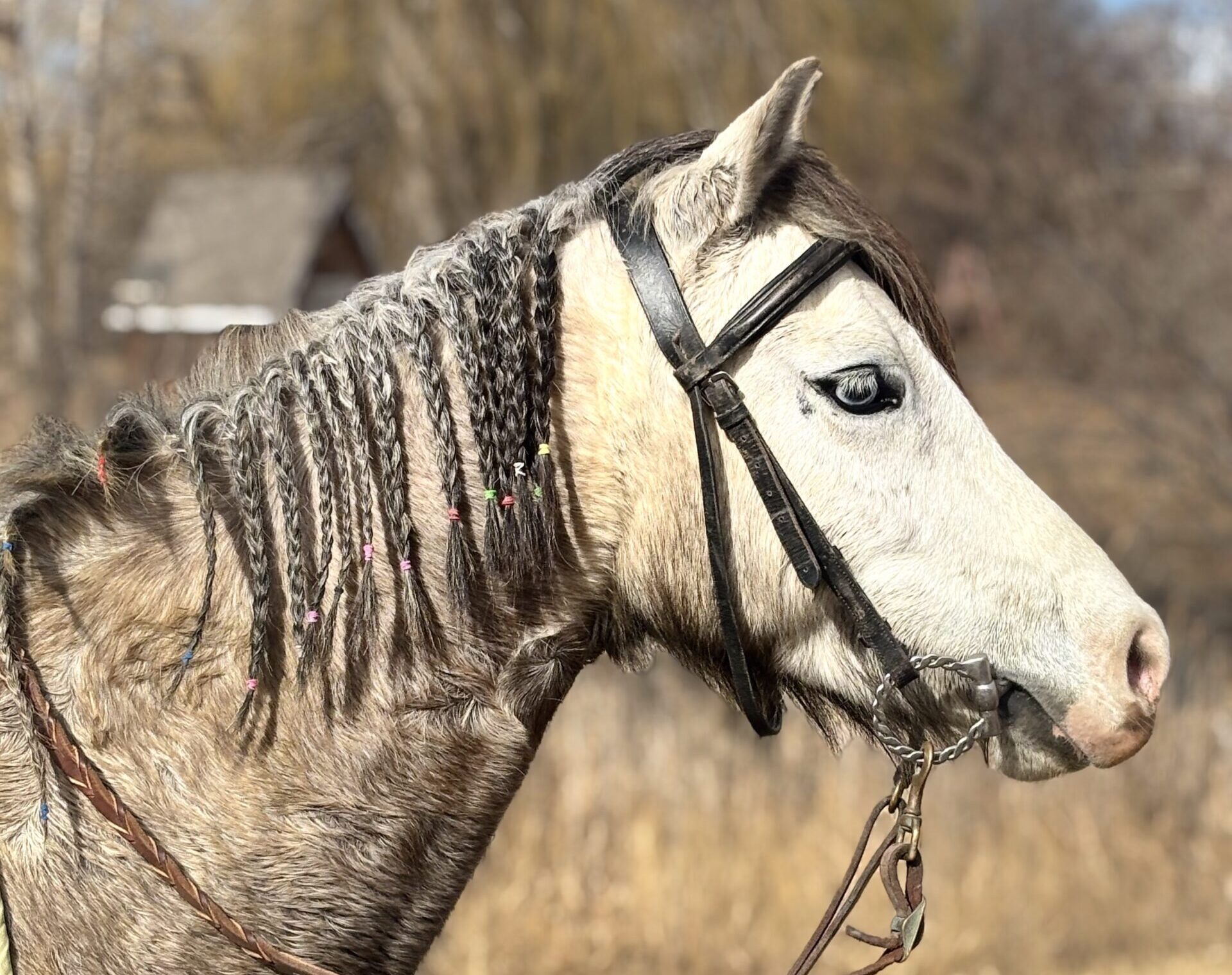 Registered Welsh dappled grey pony
