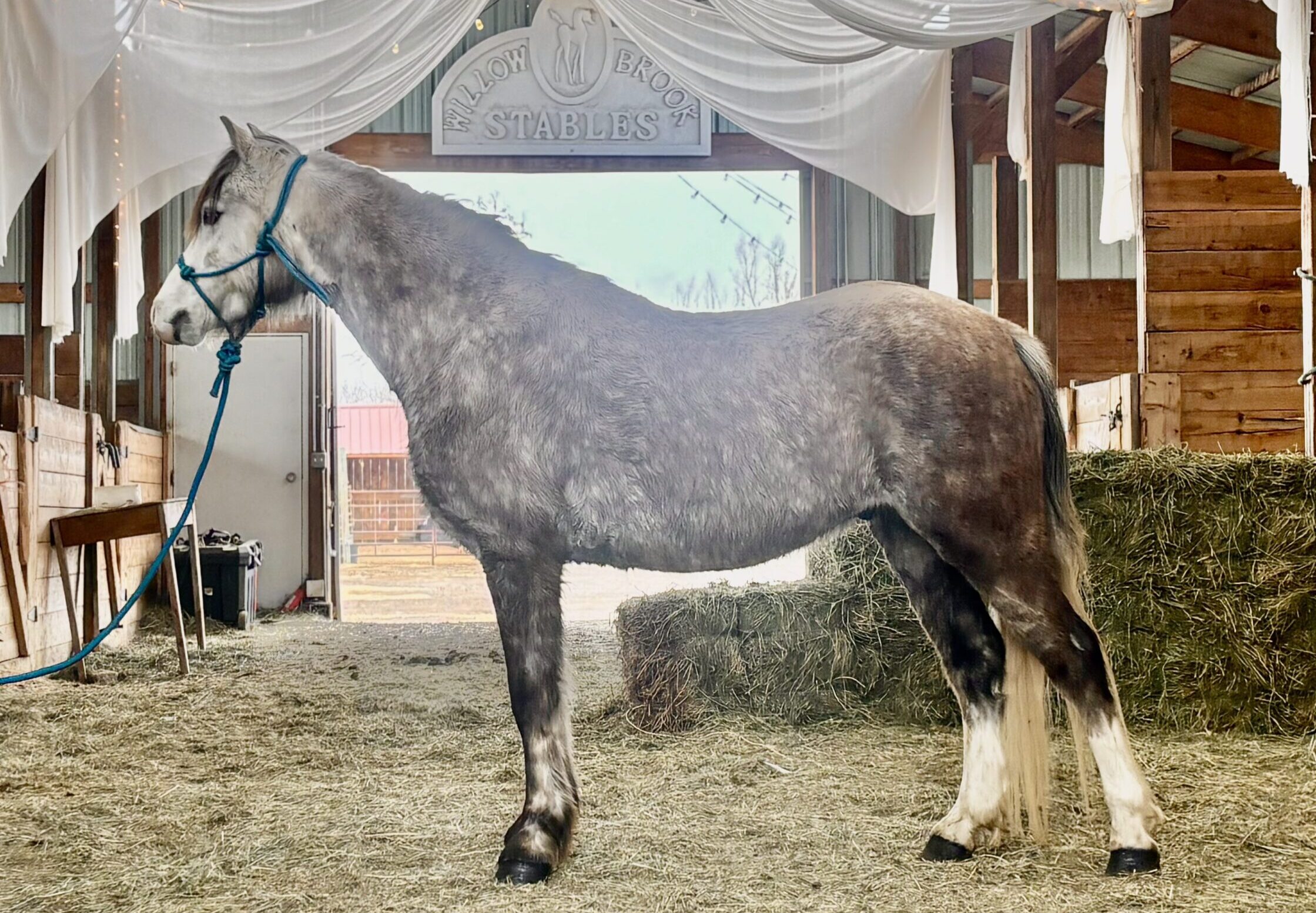 Registered Welsh dappled grey pony