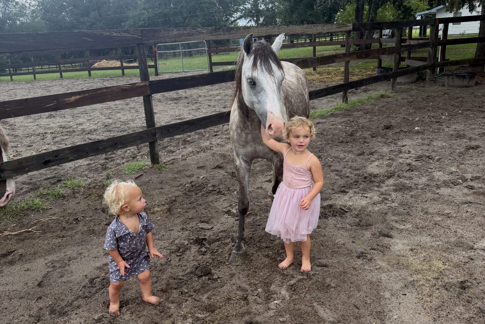 Registered Welsh dappled grey pony