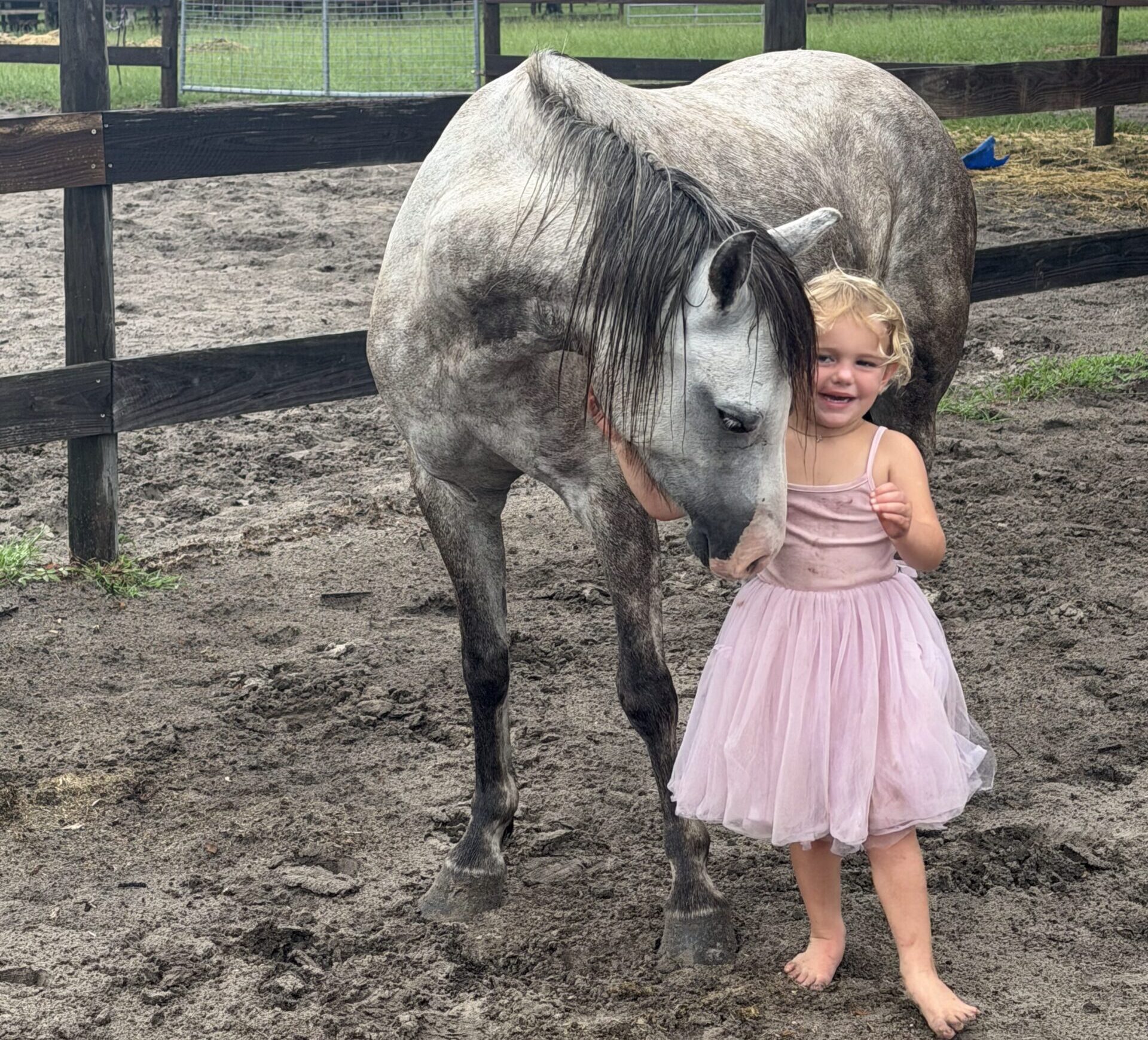 Registered Welsh dappled grey pony