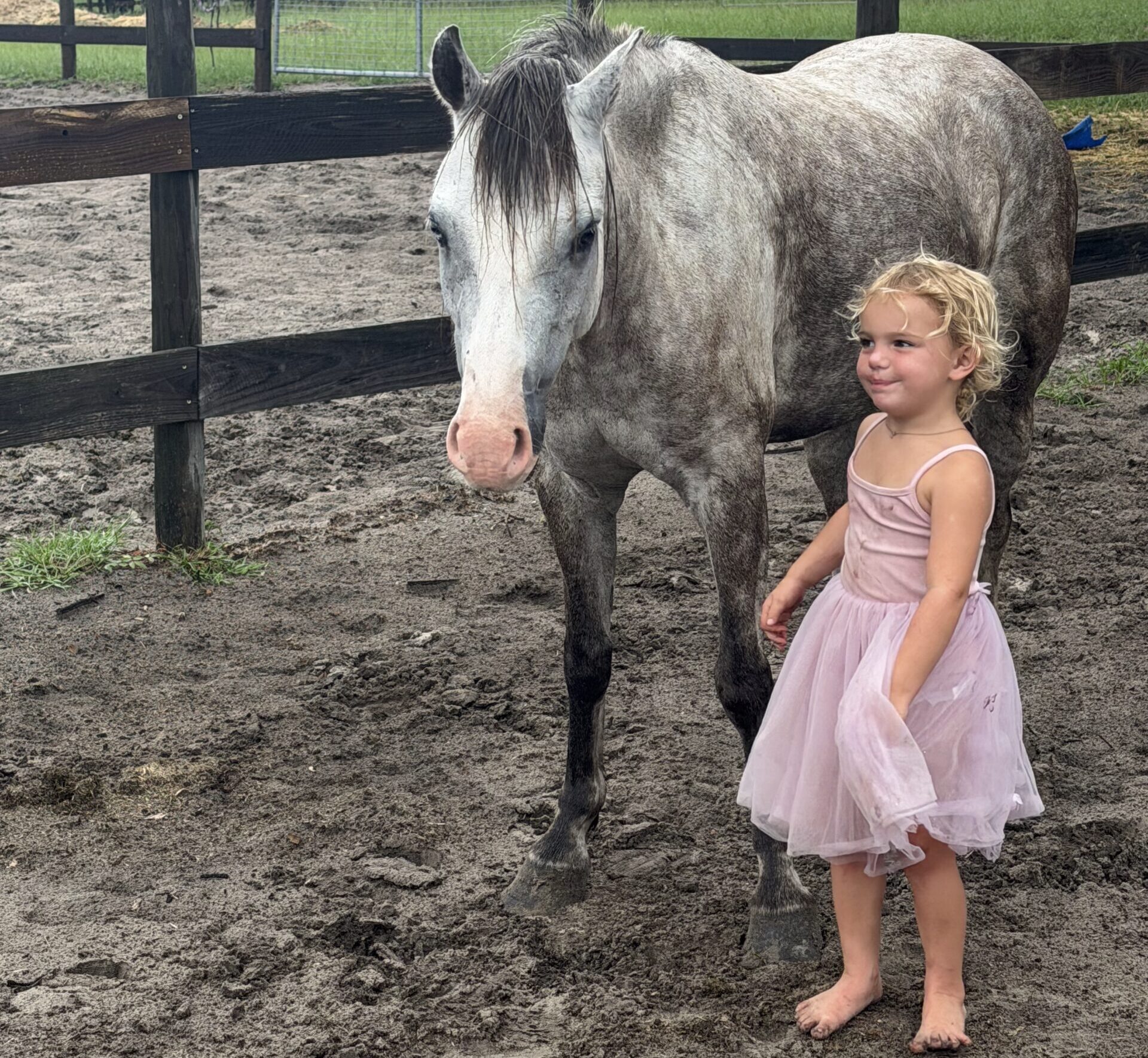 Registered Welsh dappled grey pony