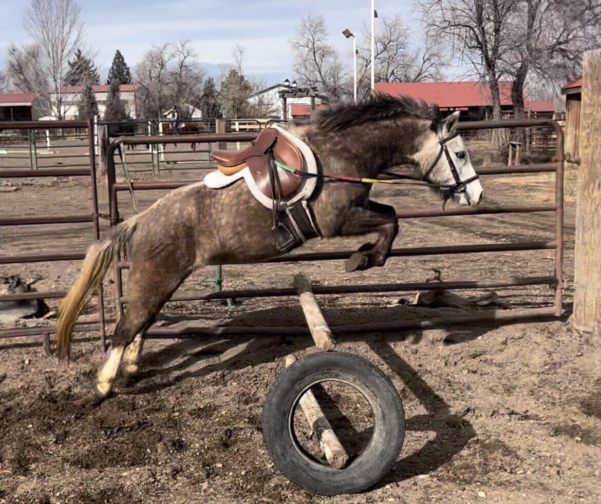 Registered Welsh dappled grey pony