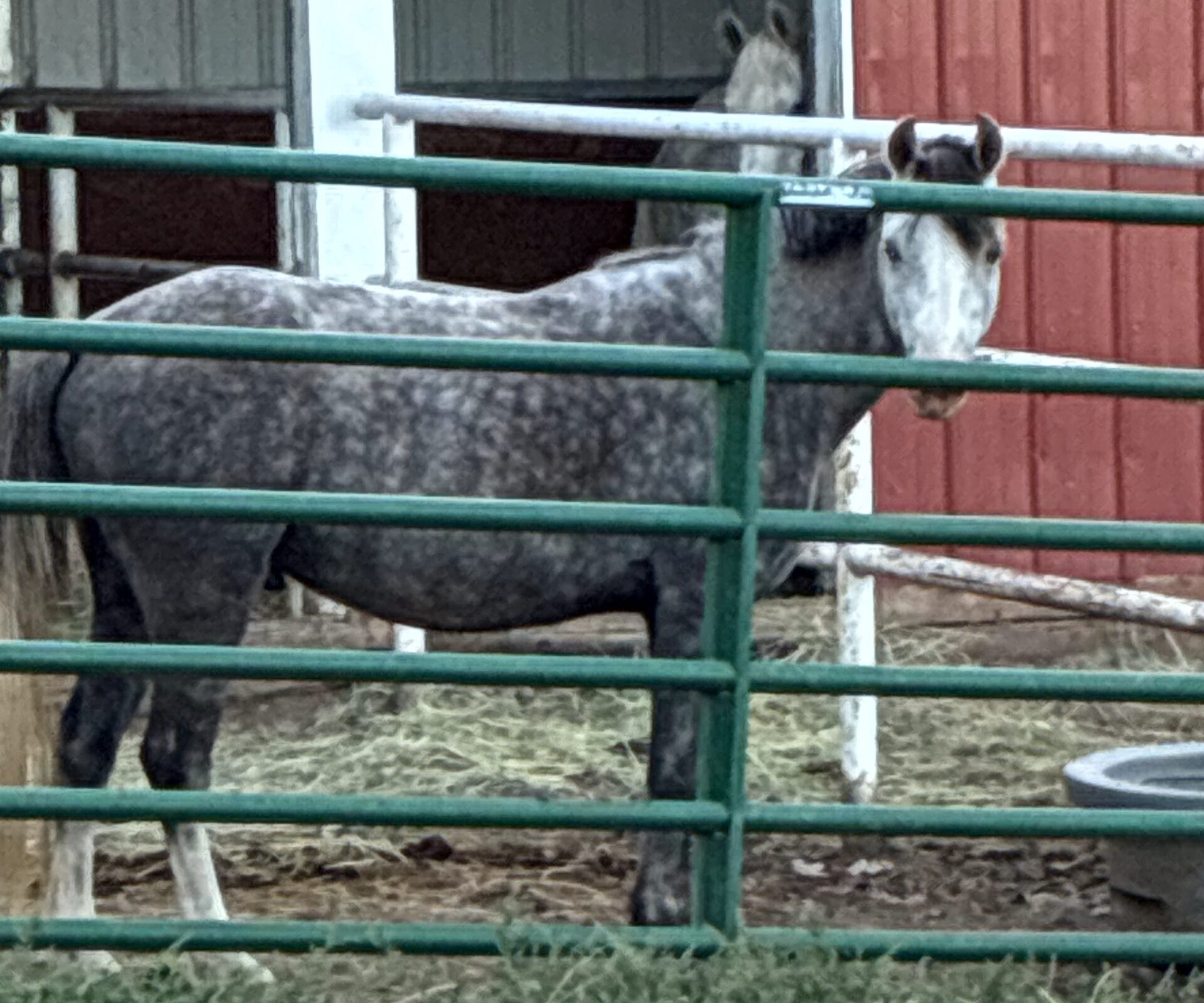 Registered Welsh dappled grey pony