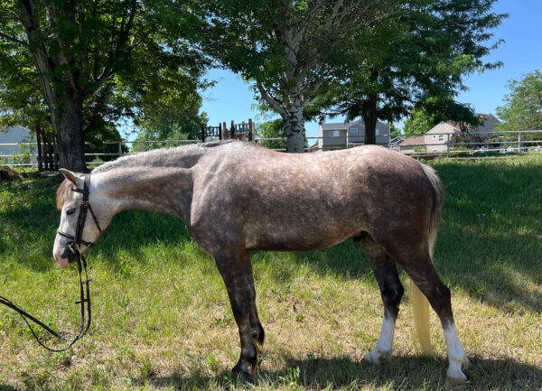 Registered Welsh dappled grey pony