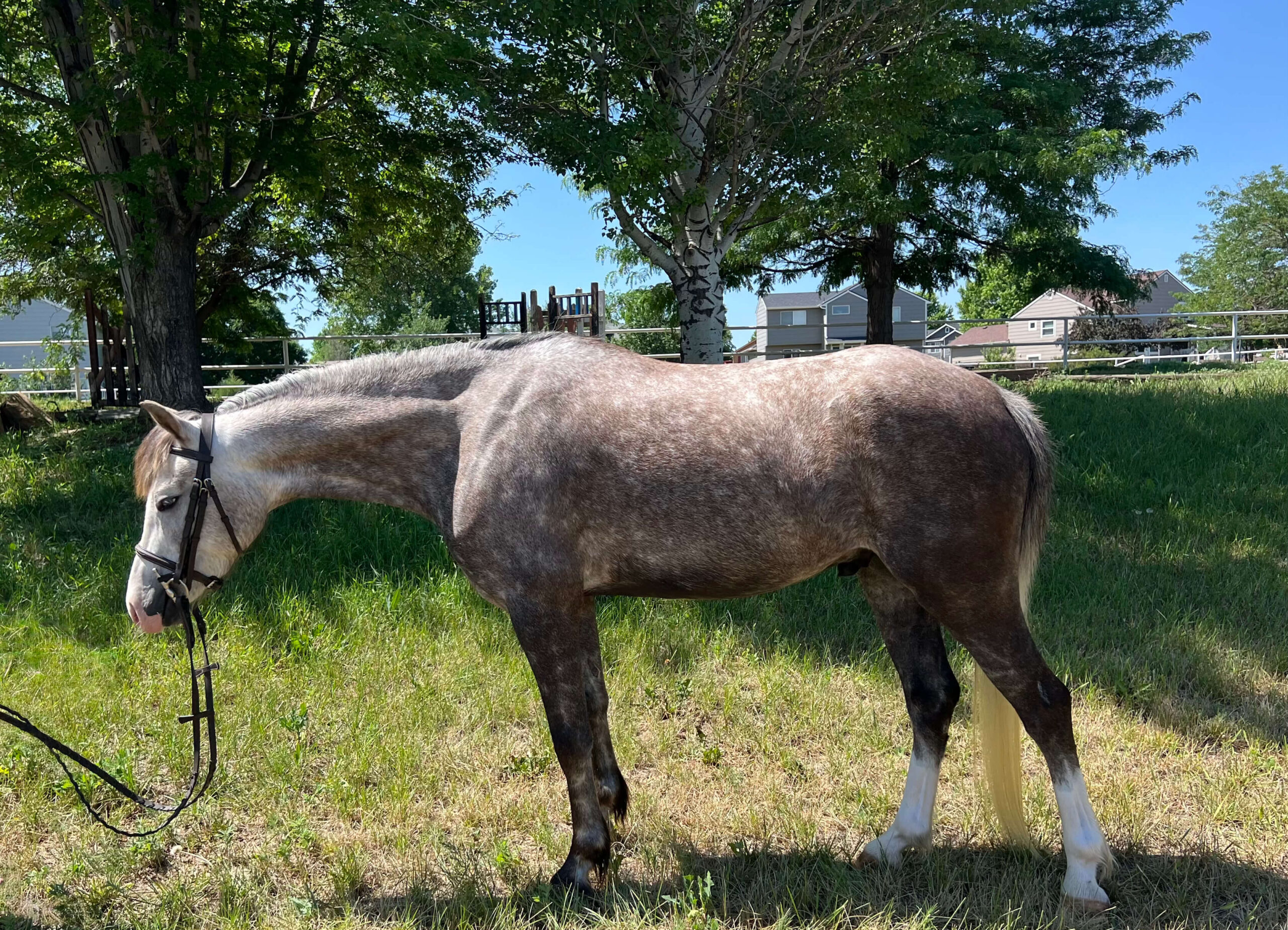 Registered Welsh dappled grey pony