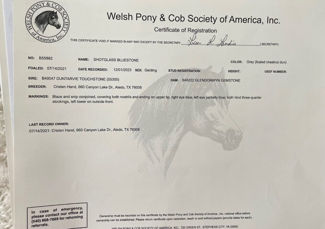 Registered Welsh dappled grey pony
