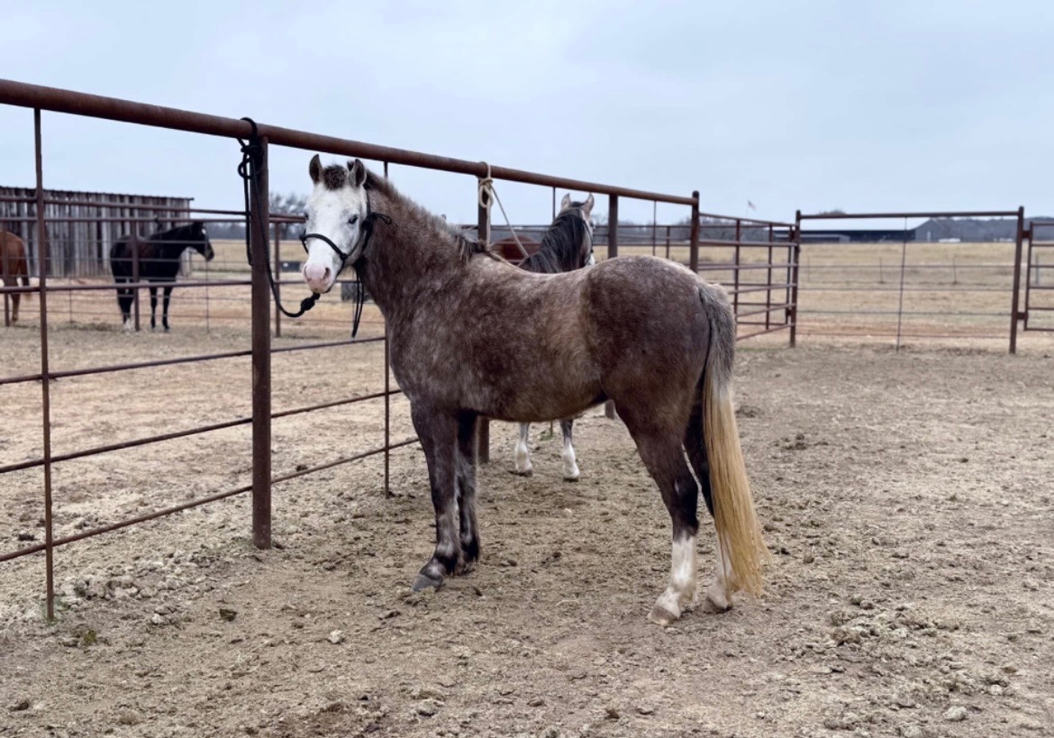 Registered Welsh dappled grey pony