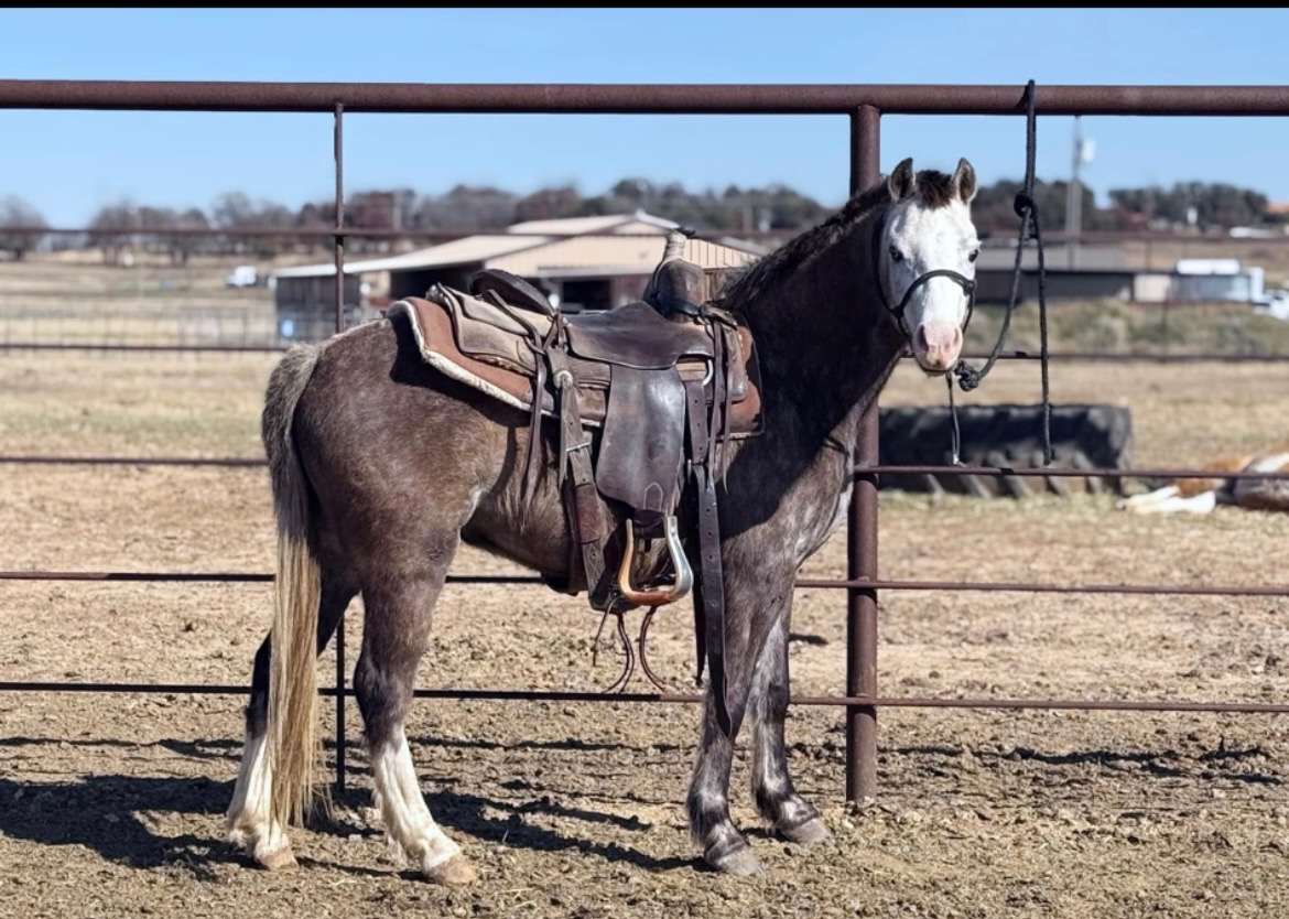 Registered Welsh dappled grey pony
