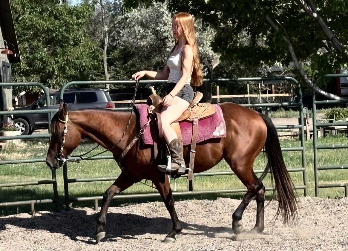 Liver chestnut mare
