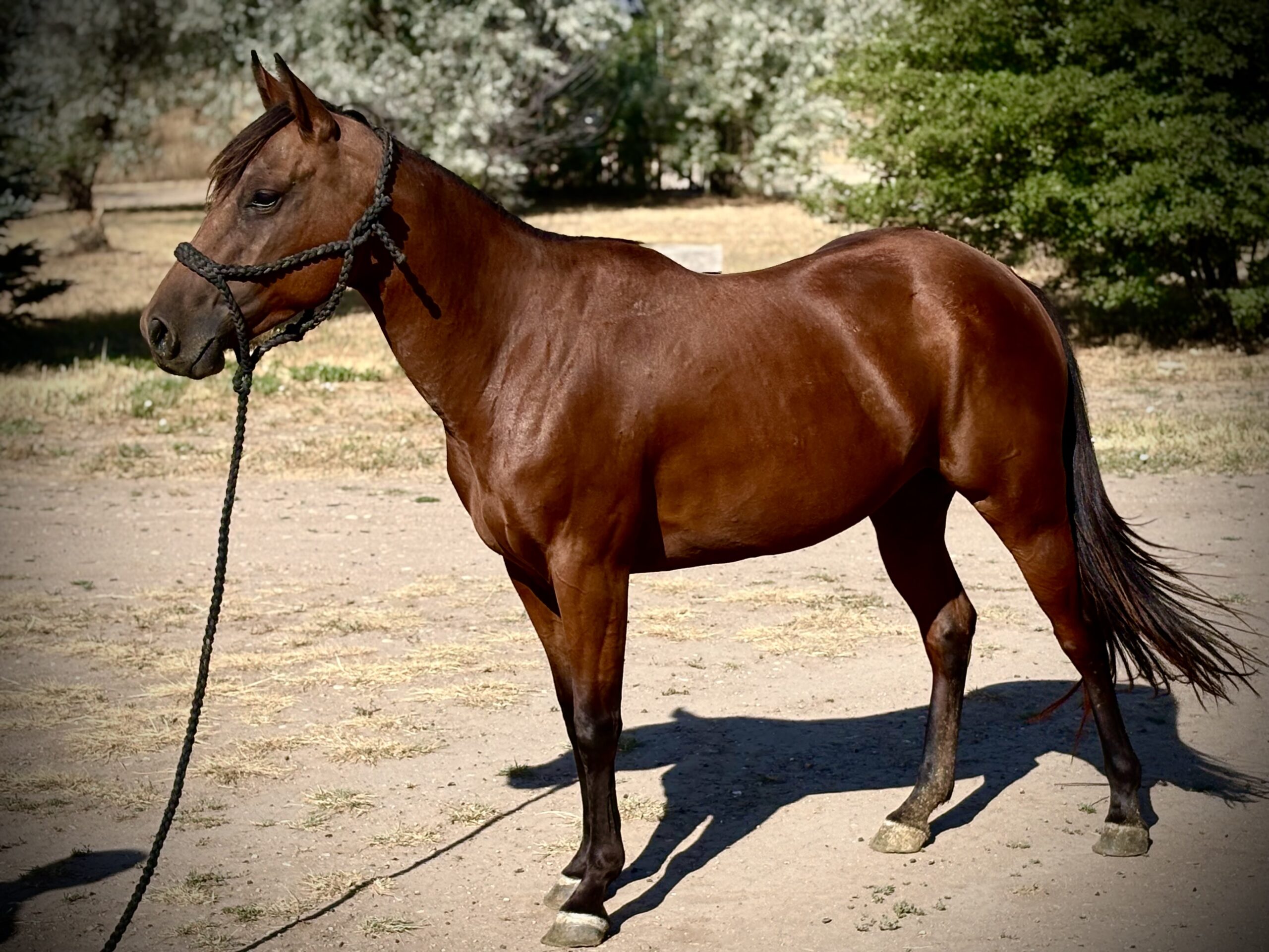 Liver chestnut mare