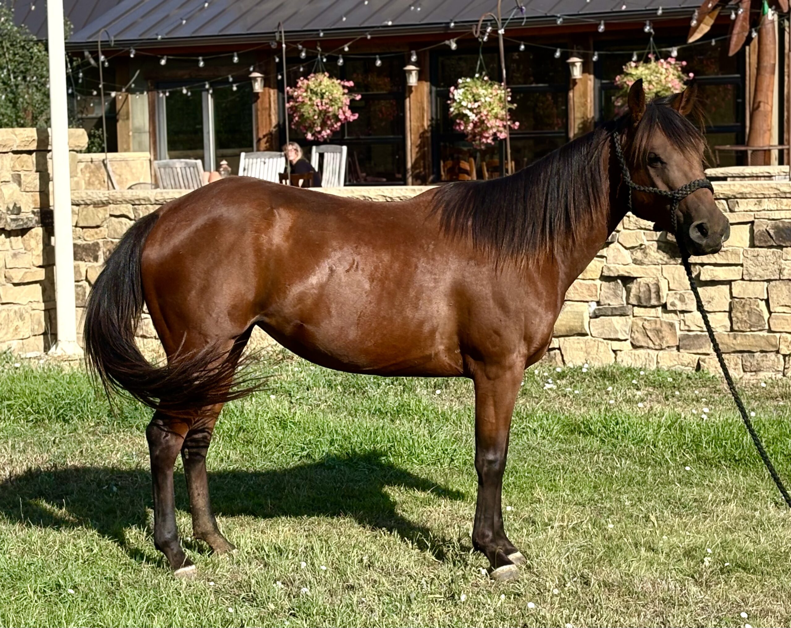 Liver chestnut mare