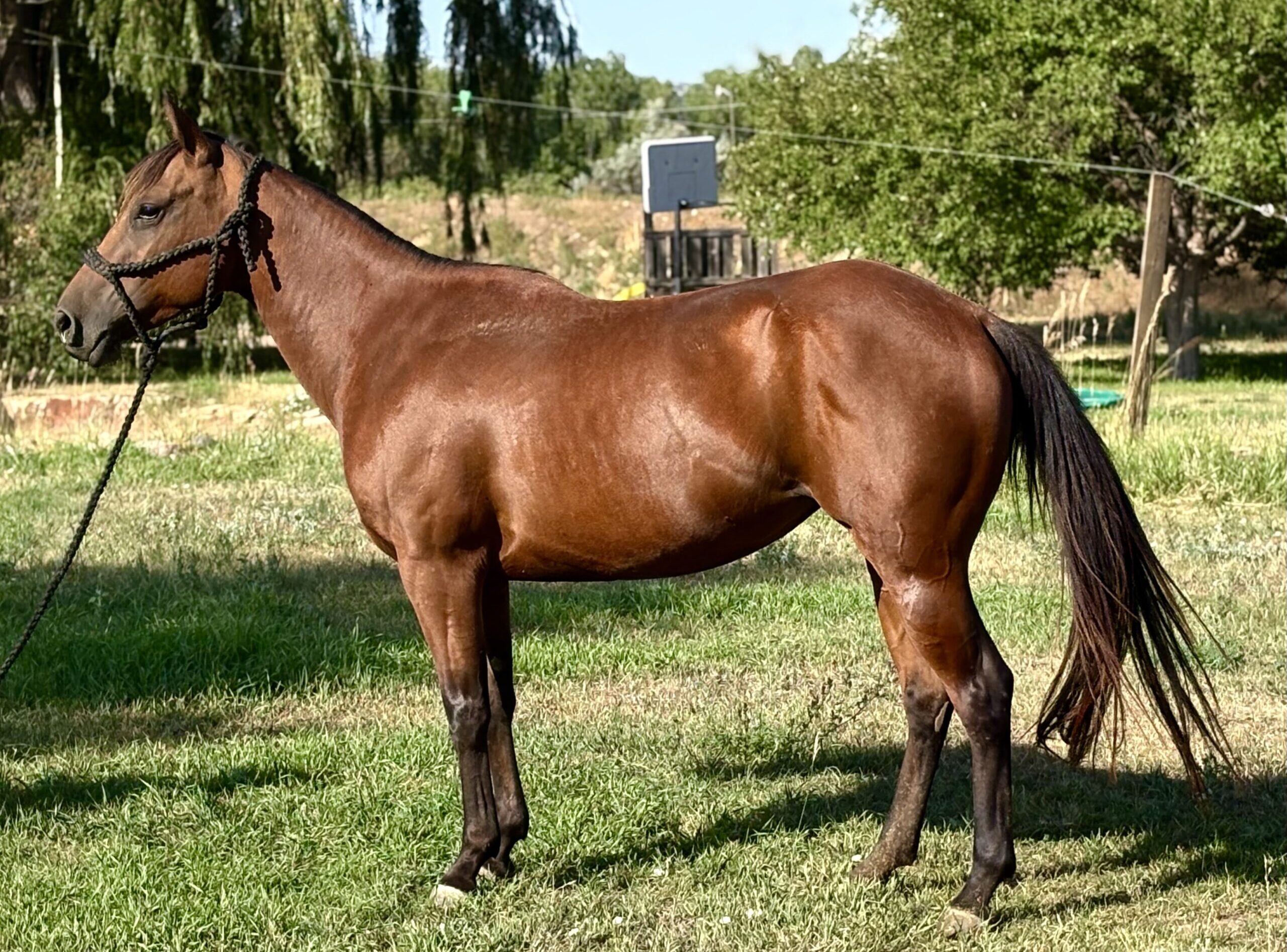 Liver chestnut mare