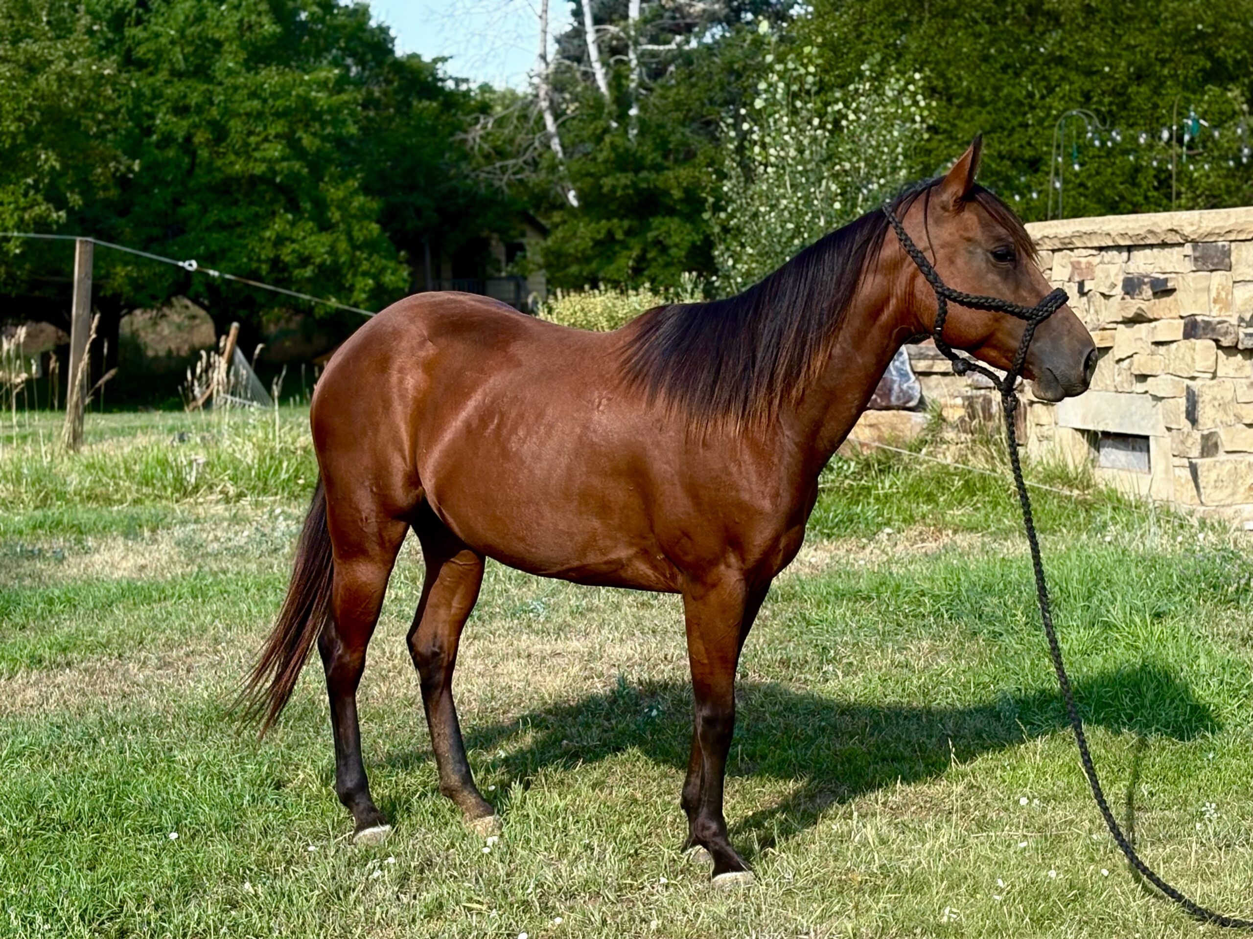 Liver chestnut mare