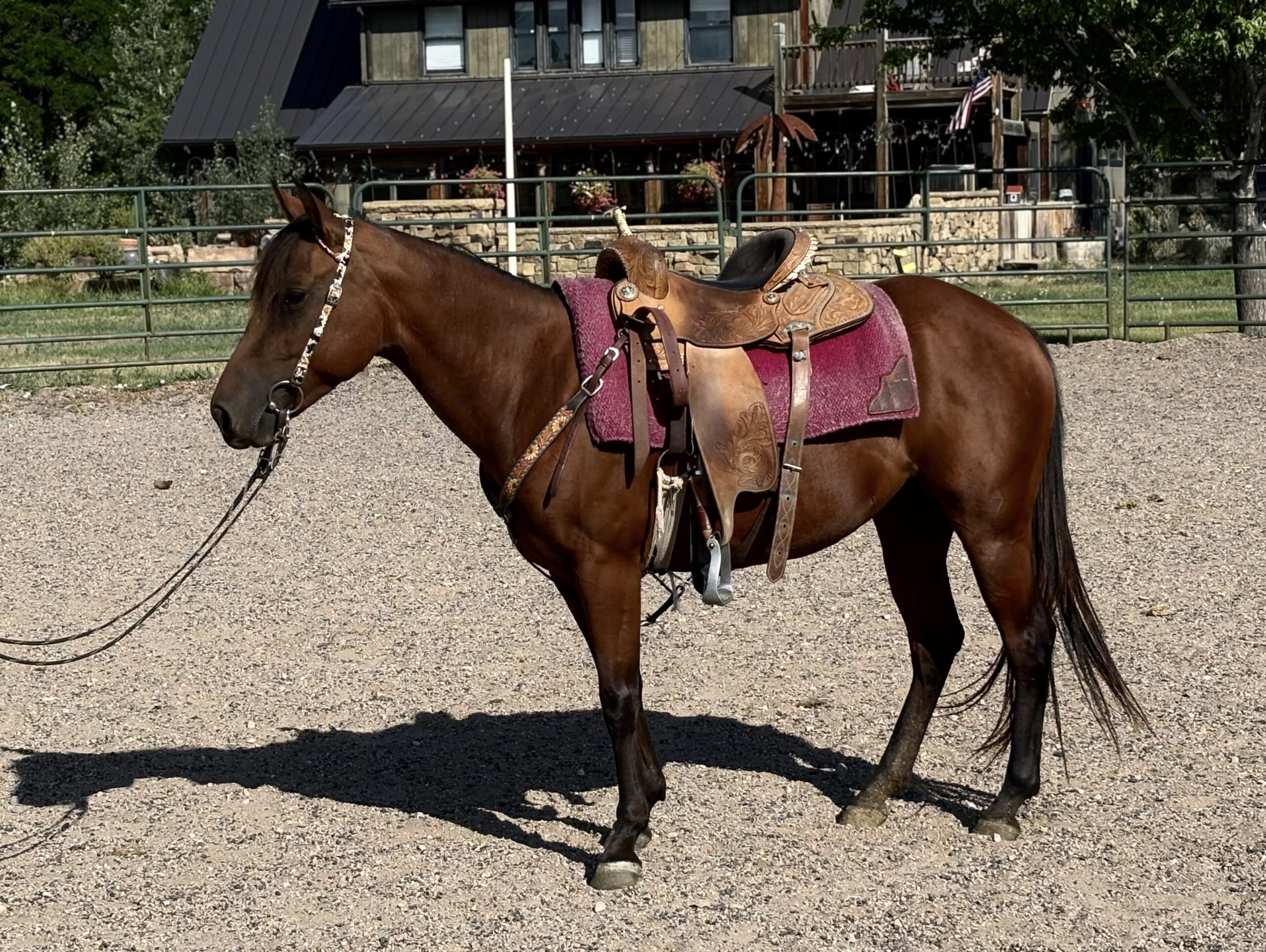 Liver chestnut mare