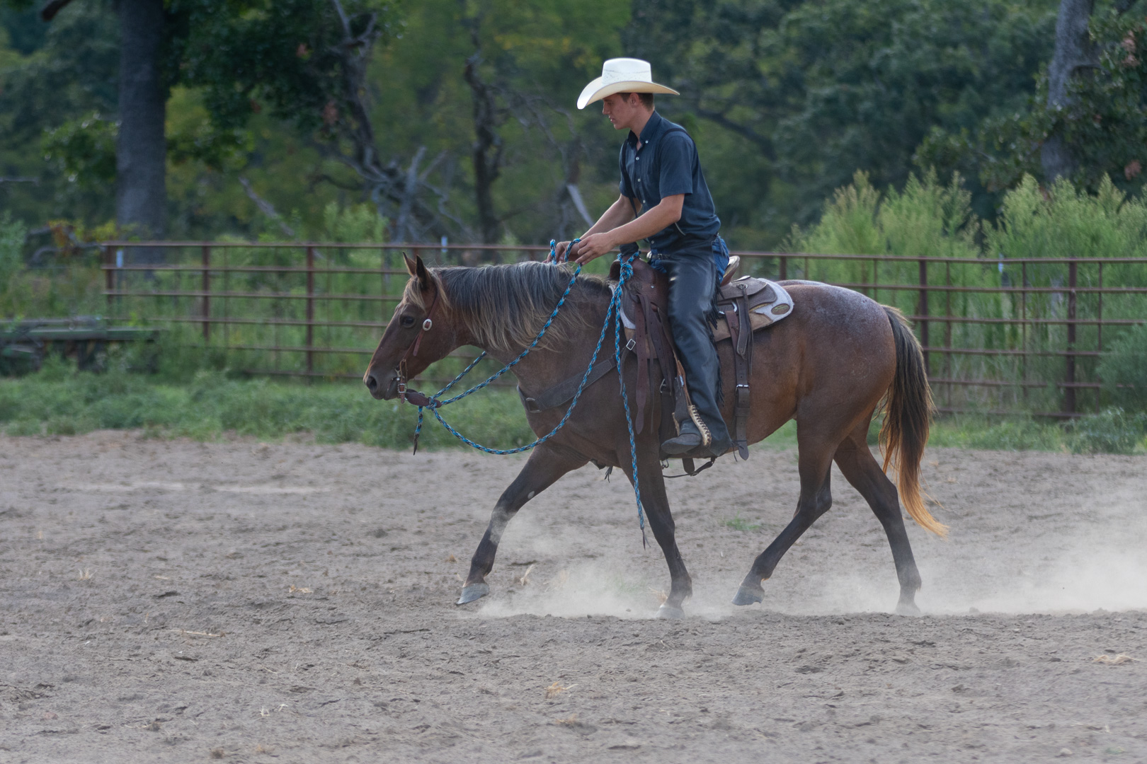 7 year old bay roan mare