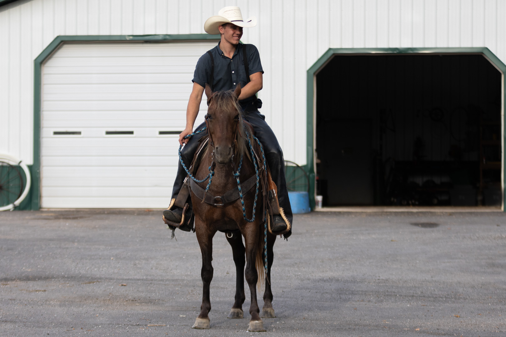 7 year old bay roan mare