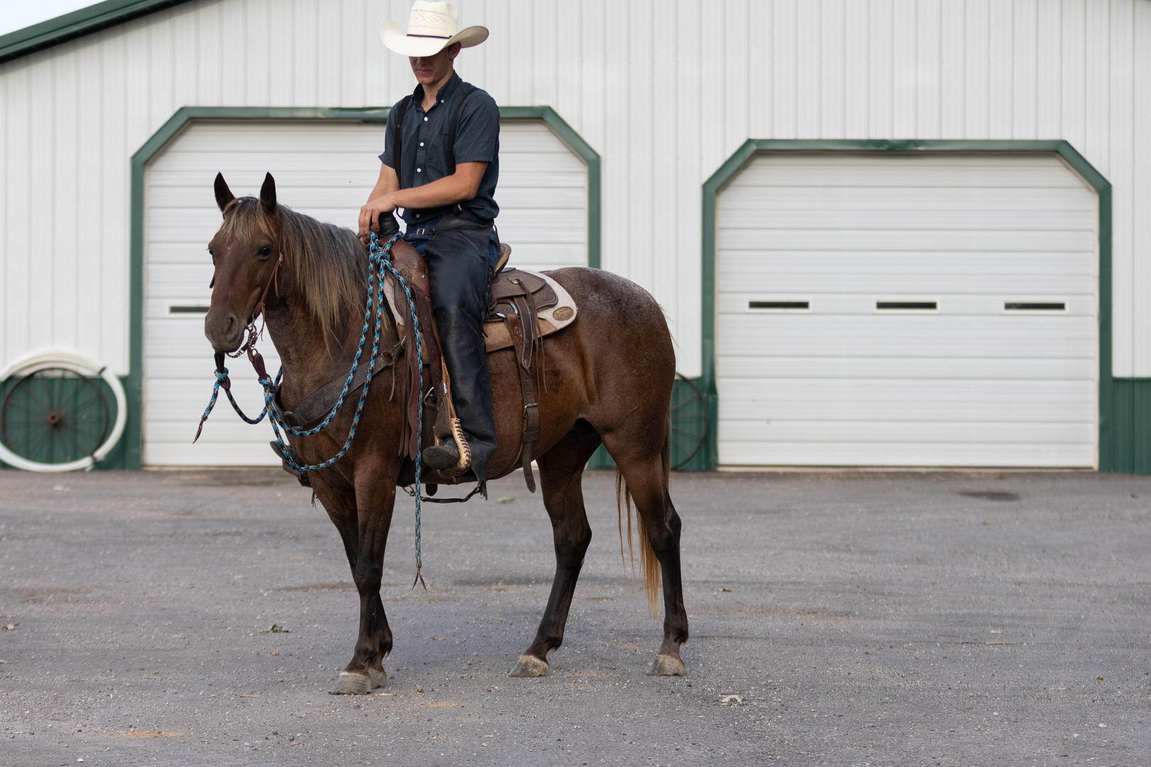 7 year old bay roan mare