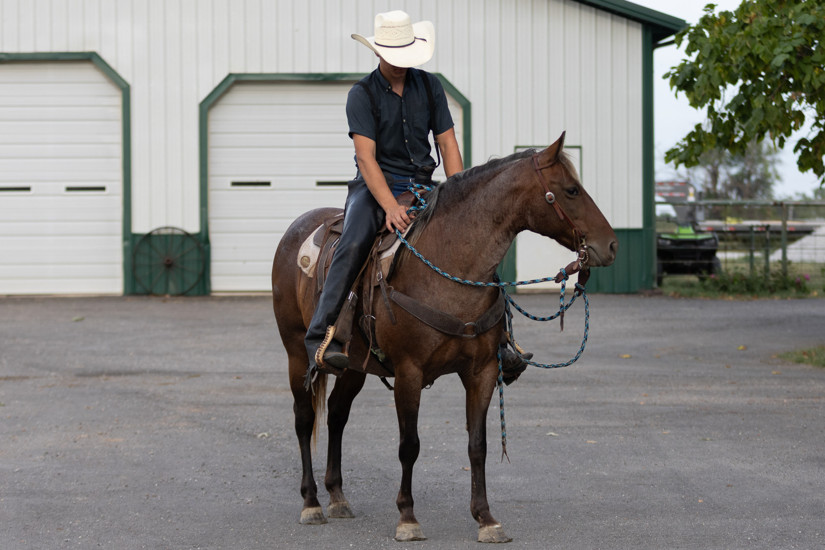 7 year old bay roan mare