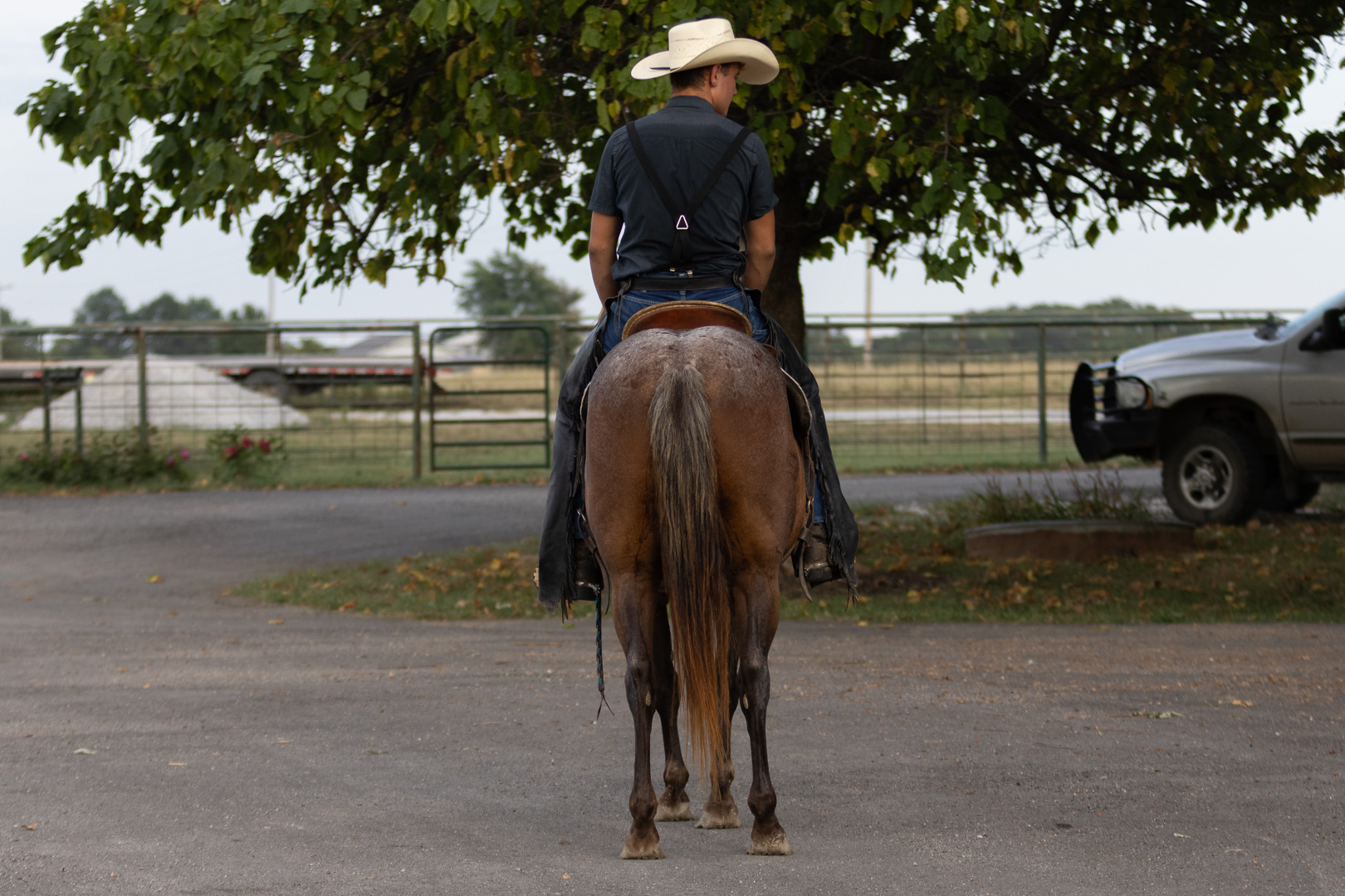 7 year old bay roan mare