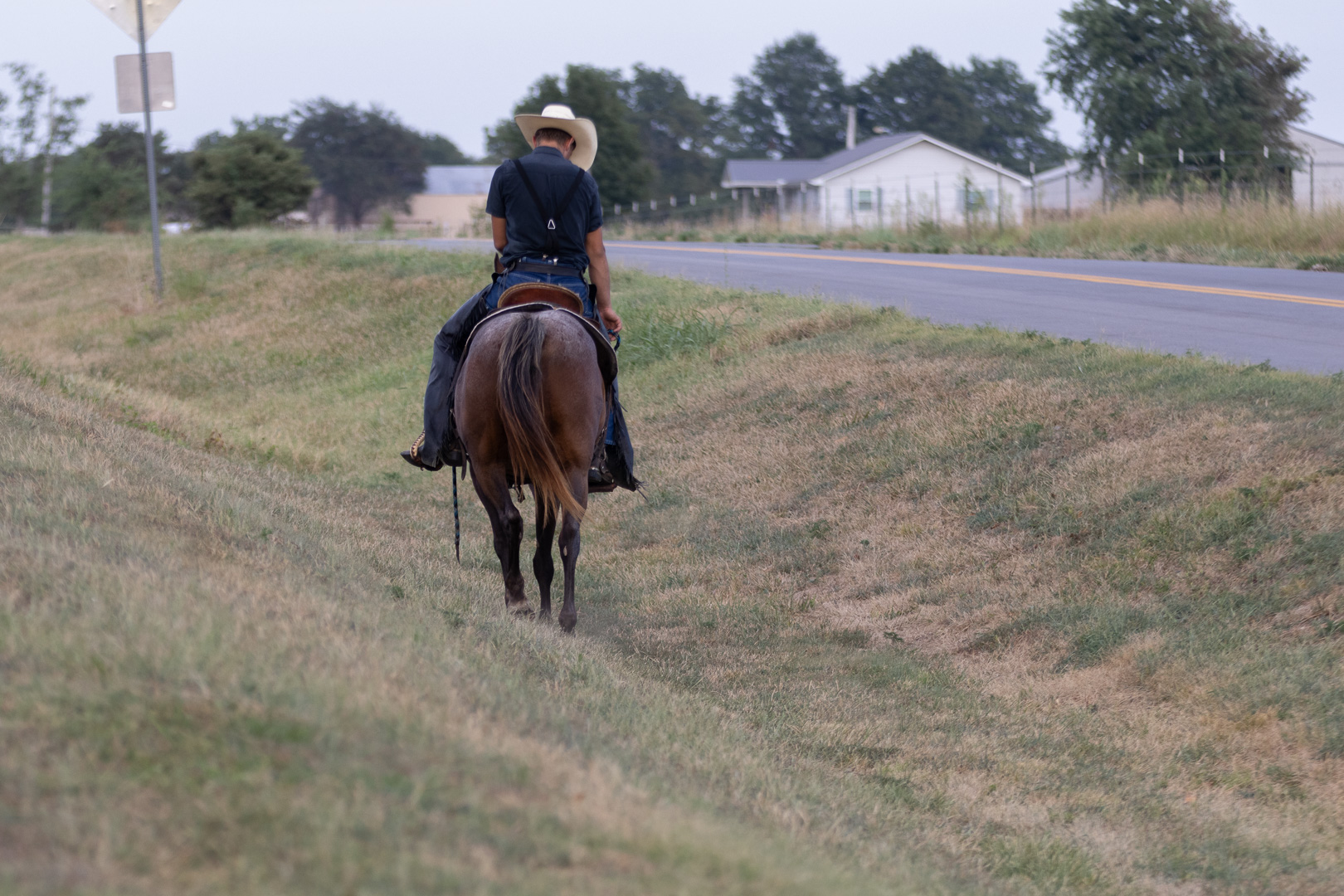 7 year old bay roan mare