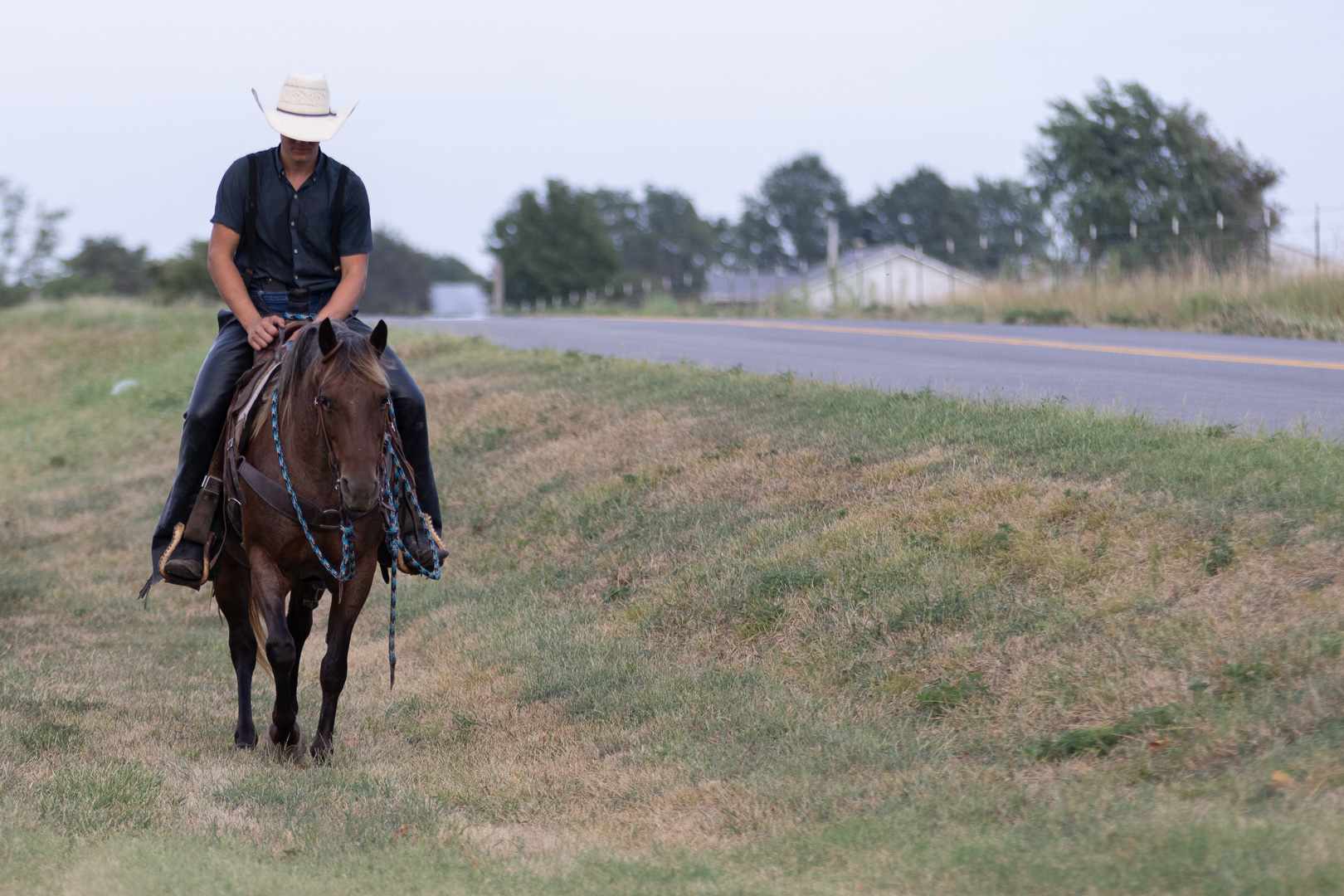 7 year old bay roan mare