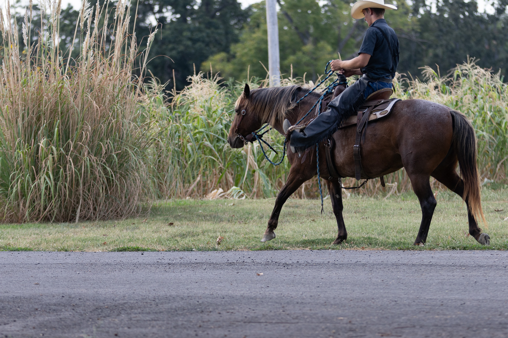 7 year old bay roan mare