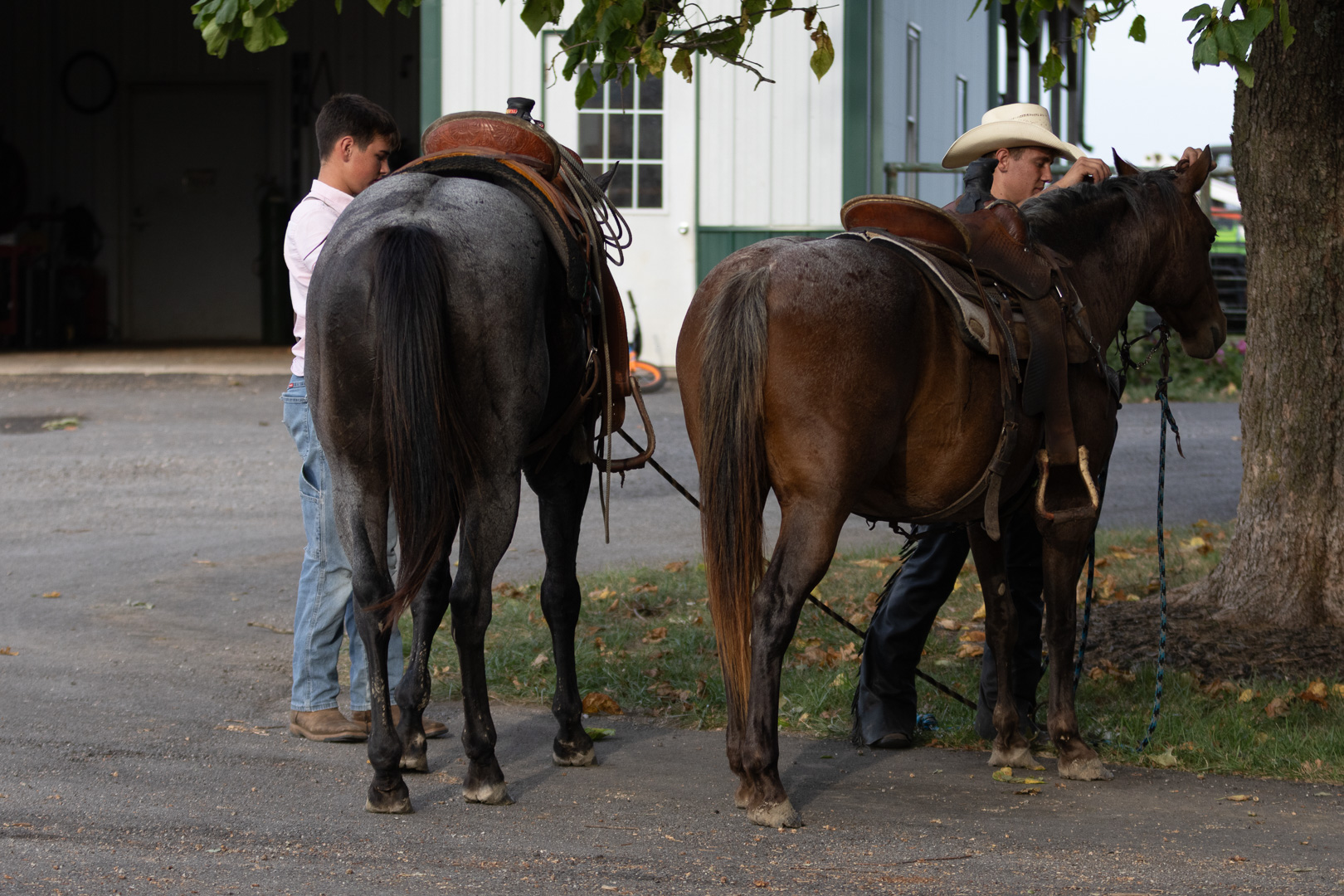 7 year old bay roan mare