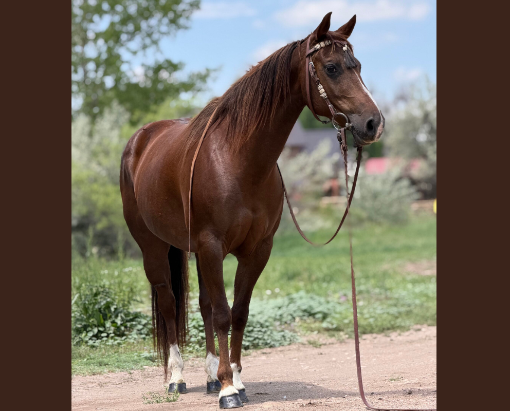 Liver chestnut mare