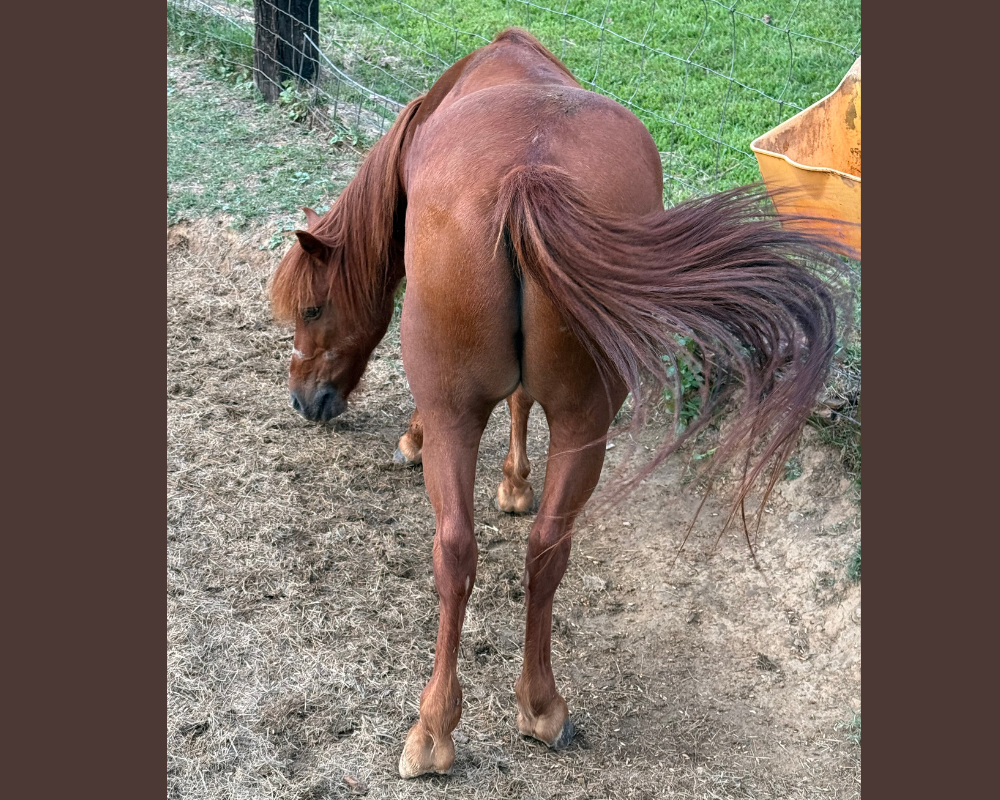 Max- pony
