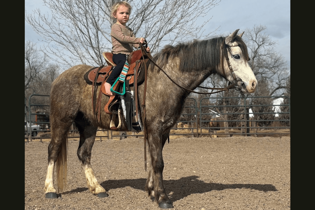 Registered Welsh dappled grey pony