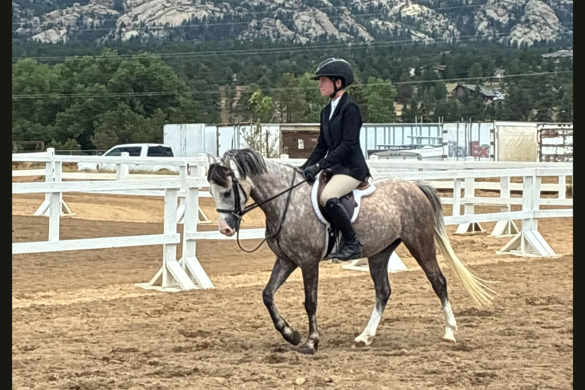 Registered Welsh dappled grey pony
