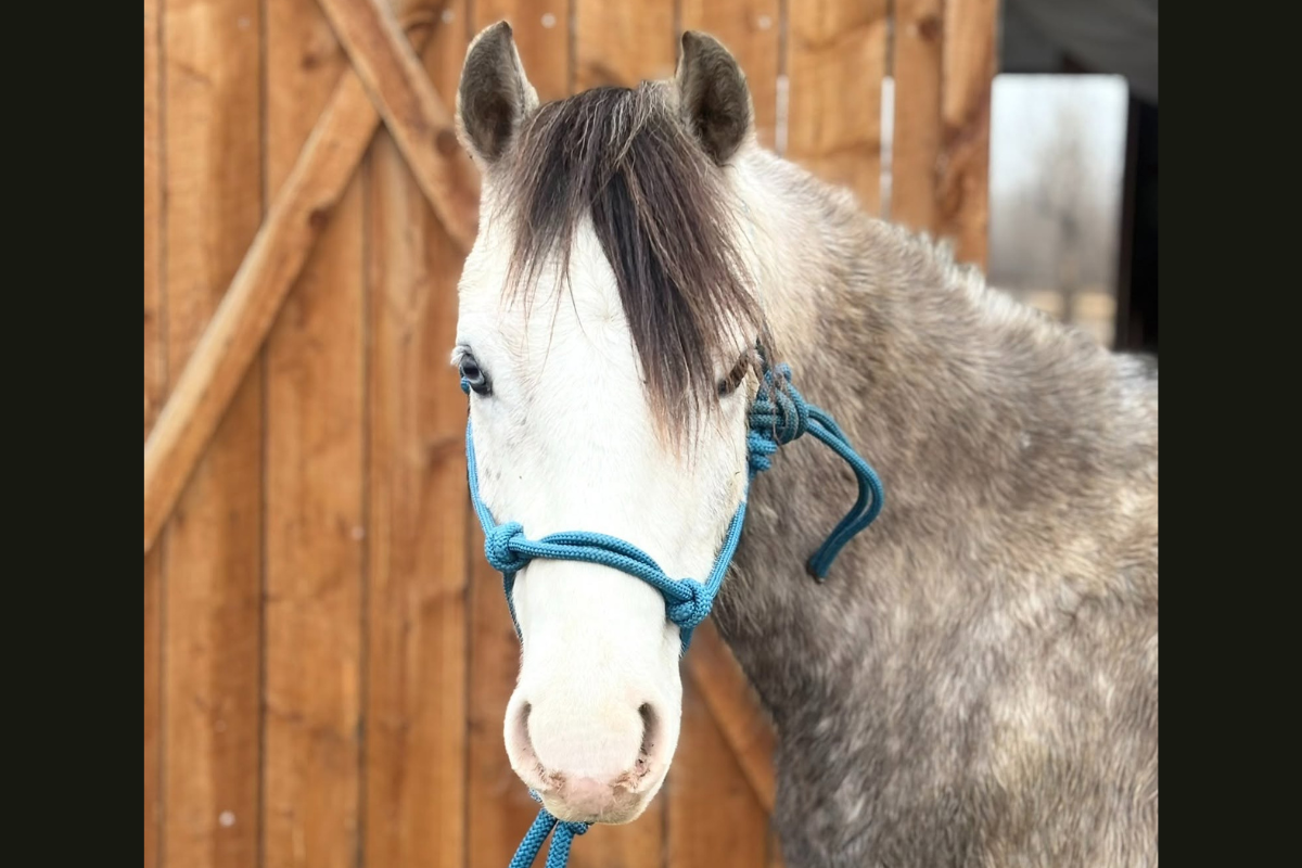 Registered Welsh dappled grey pony