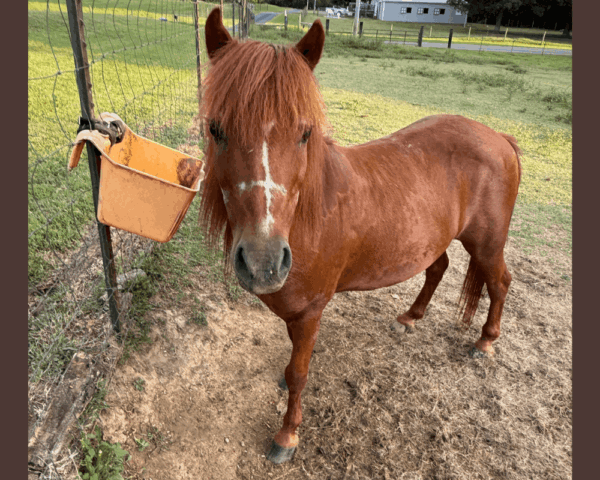 Max- pony