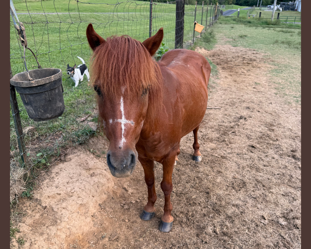 Max- pony