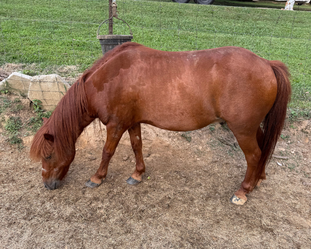 Max- pony
